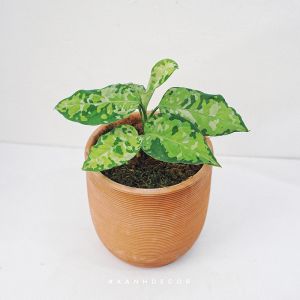 Aglaonema Pictum var Tricolor